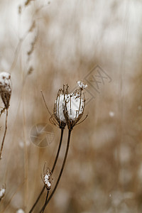 雪雪厂花园季节蔬菜宏观生态植物群环境农业草地公园图片