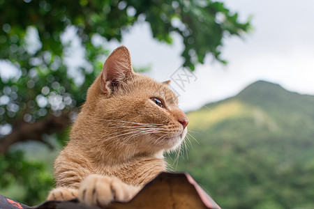 金吉儿小猫躺在屋顶上宠物睡眠猫咪动物街道荒野条纹毛皮猫科动物猴童图片