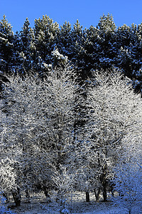 山上满是霜和积雪的树木框架环境高地植物群暴风雪木头旅行降雪太阳天空图片