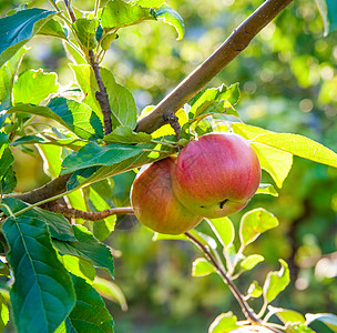 苹果树枝上的红苹果小吃生长园艺收成季节果园食物叶子饮食植物背景