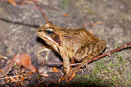 常见青蛙的侧面景色 拉纳临时栖息地生物学两栖动物蛙科脊椎动物捕食者飞跃陆地动物学环境图片
