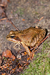 常见青蛙的侧面景色 拉纳临时地面蛙科栖息地环境飞跃捕食者荒野林蛙警报棕色图片