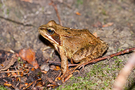 常见青蛙的侧面景色 拉纳临时飞跃猎人两栖动物警报生态动物食虫棕色陆地蹼状图片