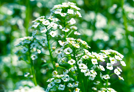 花园中甜美的Alysumum植物群香雪球海藻宏观花期绿色白色观赏植物花朵图片