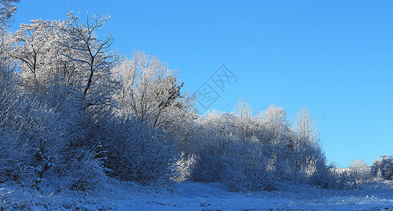 山上满是霜和积雪的树木旅行降雪木头公园环境高地气候天气阳光季节图片