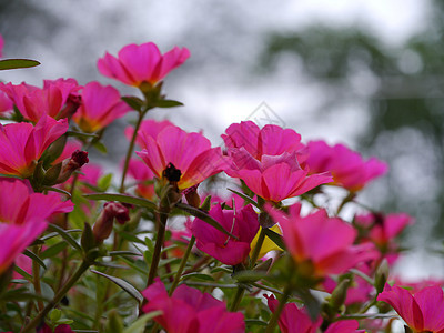 波图拉卡花花宏观生长雌蕊花园叶子园艺植物玫瑰植物学花瓣图片