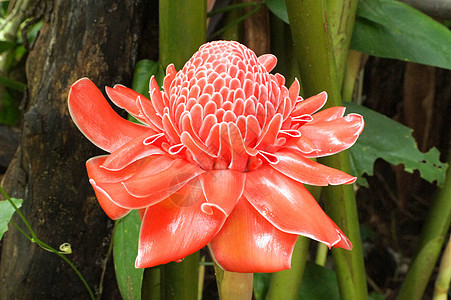 花的红色花朵异国热带园艺橙子植物群荒野宏观植物花瓣叶子图片