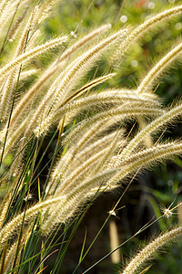 黄花草撞击阳光天空装饰品叶子太阳沼泽植物头发农场季节花园图片