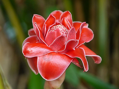 花的红色花朵橙子花瓣情调植物群装饰园艺荒野热带宏观季节图片