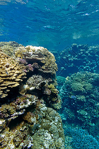 以蓝水背景的热带海底深处有硬珊瑚的珊瑚礁蓝水背景阳光水族馆海上生活运动脑珊瑚潜水浮潜假期海洋生物盐水背景图片