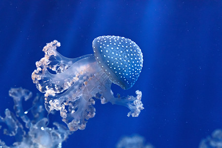 菲律宾异国情调游泳潜水海蜇触手漂浮背景生活生物图片