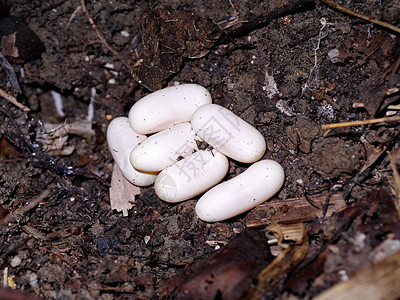 眼镜蛇蛋在地上沼泽地幼龟蛇巢物种猎物爬行动物球蟒蟒蛇池塘配种图片