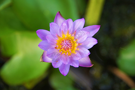 在池塘上开花美丽植物群宗教花瓣紫色荷花叶子佛教徒花园植物图片