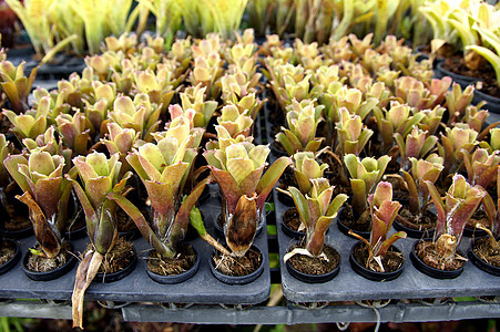 青菜植物上美丽多彩的花朵植物学森林热带园艺花园荒野雕像叶子植物群凤梨图片