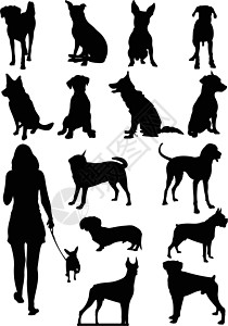 一组狗示影 矢量插图艺术收藏贵宾小狗猎犬拳击手斑点宠物姿势样本图片