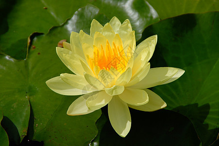 黄水百合青蛙阳光花园植物反射美丽叶子池塘公园图片