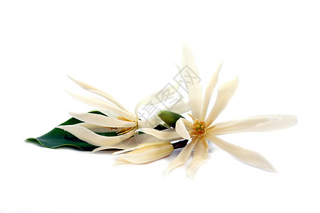 在白色背景中孤立的马格诺利亚花朵玉兰美丽花瓣绿色杂色植物群植物学叶子花园地面图片