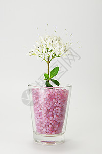 星星茉莉花 天使头发茉莉花的美丽白色花朵气味叶子香水绿色芳香玉兰热带疗法植物花瓣图片