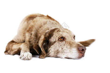 狗趴在地上斑点白色宠物棕色头发笨蛋朋友动物群睡眠毛皮图片