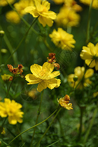 黄色宇宙花朵花粉草地植物橙子花园花瓣环境植物群菊科植物学图片
