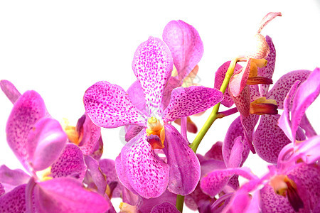 粉红莫卡拉兰花 在白色背景上被孤立紫色温泉带子疗法热带三赛异国石斛兰花心皮背景图片