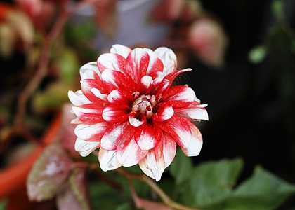红白达利雅花朵开在花园里图片