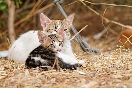 小猫猫荒野猫咪哺乳动物捕食者生物宠物鼻子眼睛动物胡须图片