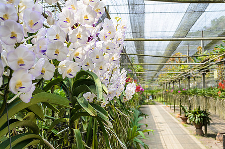 兰花农场培育花园热带团体商业植物群叶子小路栽培苗圃图片