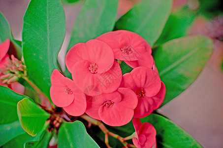 乌普霍比亚毫升德穆尔房子肉质花园荆棘冠生长花瓣盆栽红色灌木叶子春天高清图片素材