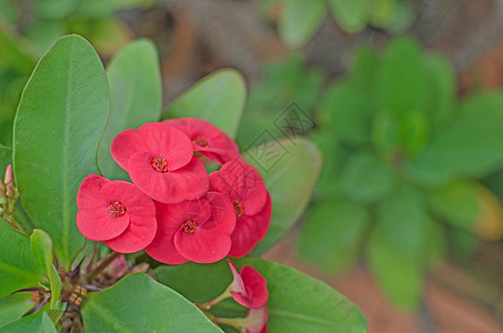 乌普霍比亚毫升德穆尔盆栽植物群植物荆棘冠红色房子绿色灌木荆棘花瓣盆栽的高清图片素材