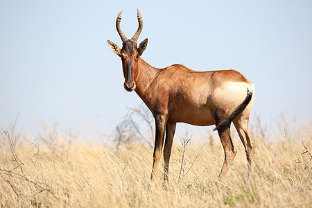 红哈特比最恒星警报喇叭羚羊棕色红色野生动物动物男性哺乳动物荒野图片
