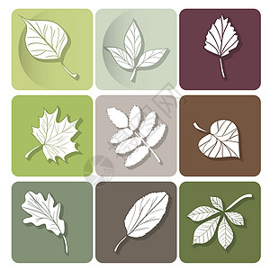 树叶图标 森林树叶的白色轮廓 作为网络设计按钮使用装饰品植物学季节植物群插图桦木榆树收藏叶子植物图片