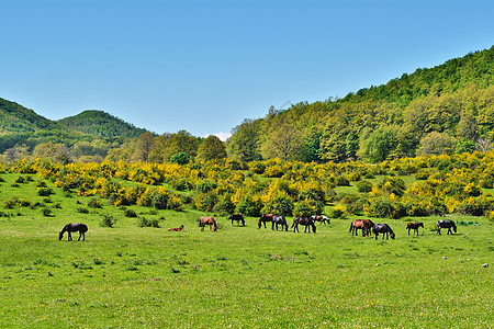 草地上的马匹团体农村森林空地生态环境牧场农业场地高地图片