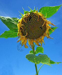 向日葵朝蓝天开花种子花瓣绿色黄色晴天乡村植物群圆圈蓝色天空图片