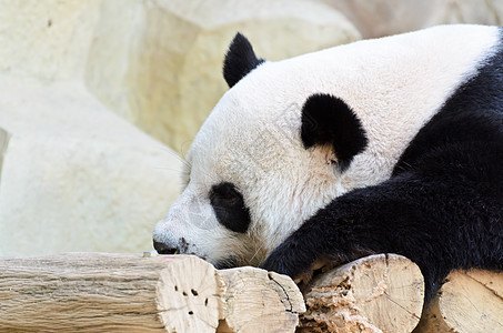 熊猫哺乳动物竹子权利濒危栖息地野生动物睡眠养护动物园旅游图片