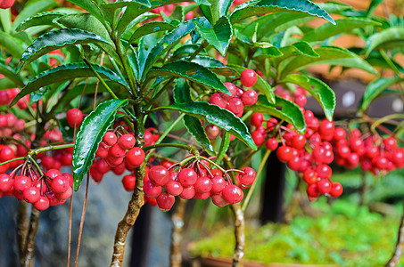 阿尔迪西亚·克雷纳塔(Mirsinaceae)图片