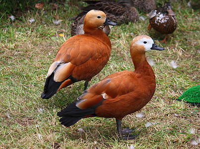 美丽的棕色鸭子站在一起翅膀鸟类学鸟类眼睛水平生物野生动物羽毛俘虏小动物图片