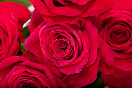 红玫瑰情人花瓣婚礼园艺念日玫瑰花束女性花朵植物图片