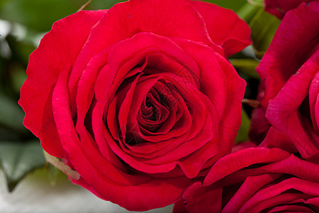 红玫瑰植物水滴花束婚礼花朵情人念日玫瑰女性宏观图片