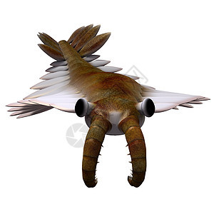 坎布里安阿诺马洛卡里斯灭绝动物古艺术脊椎动物页岩生物海鱼海洋裂片环境图片