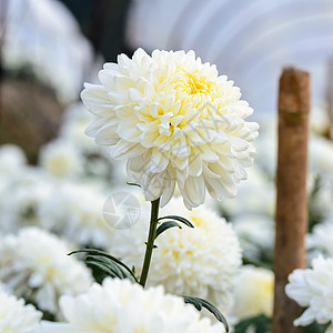 花园中的白菊花场地团体衬套种植园花艺花瓣温床叶子苗圃植物图片