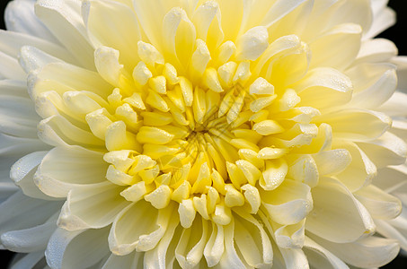 菊花花瓣近在眼前的浅黄黄色菊花朵中 莫里芬花桑叶活力黄色植物菊花白色生长花冠植物群花瓣背景