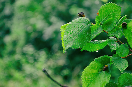 绿叶上的雨滴绿色场景生长生活植物叶子背景图片