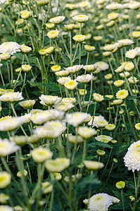 菊花花瓣白青菊花园 莫里芬花花园花艺栽培苗圃桑叶场地培育衬套菊花植物温床背景