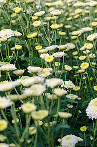 白青菊花园 莫里芬花花园苗圃衬套植物群种植园菊花生长花瓣花艺叶子温床图片