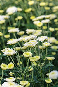 白青菊花园 莫里芬花花园温床花瓣植物衬套花朵团体农业花艺农场种植园图片