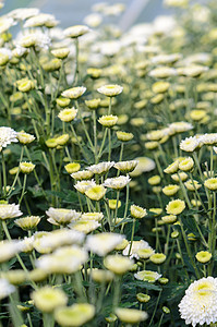 白青菊花园 莫里芬花花园桑叶花瓣生长植物群培育团体农业种植园苗圃花朵图片