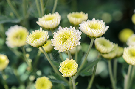 菊花花瓣花园中的白菊花场地团体种植园生长培育花瓣农场栽培温床桑叶背景