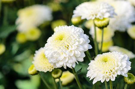 花园中的白菊花衬套生长桑叶叶子农场花瓣培育温床场地种植园图片