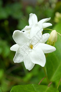 香白鲜花 茉莉茶制作活力白色脆弱性花园茉莉花季节性植物花瓣植物学庆典背景图片